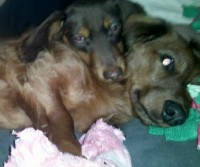 Walton's Dachshunds : Mini, Tweenie and Standard Doxies for sale in ...