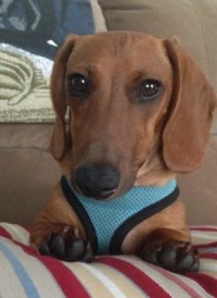 Walton's Dachshunds : Mini, Tweenie and Standard Doxies for sale in ...