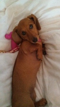 Waltons dachshunds hot sale